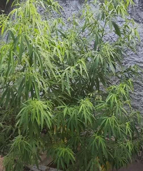 Polícia Militar prende homem suspeito de cultivar pés de maconha em Campos