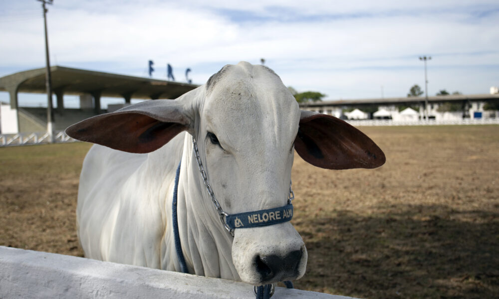 Com mais de 700 animais, Expoagro 2026 começa nesta quinta-feira, 6