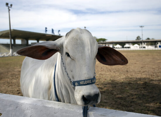 Com mais de 700 animais, Expoagro 2026 começa nesta quinta-feira, 6