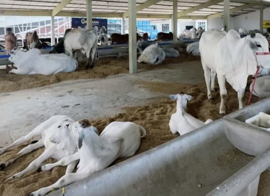 Expoagro 2026 resgata suas raízes e reforça identidade rural